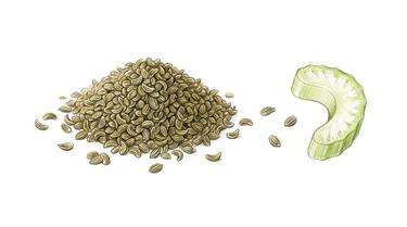 Celery Seed