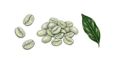 Green Coffee Bean