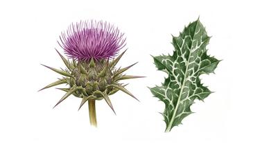 Milk Thistle